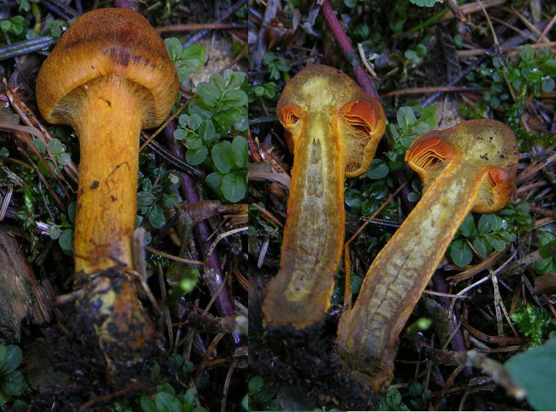 Alcuni Cortinarius.